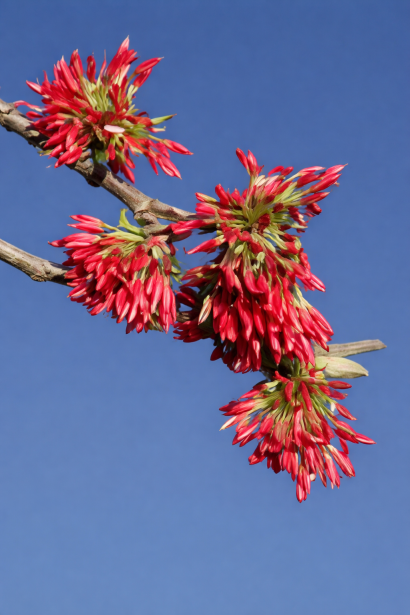 Парротія перська Bella цвітіння